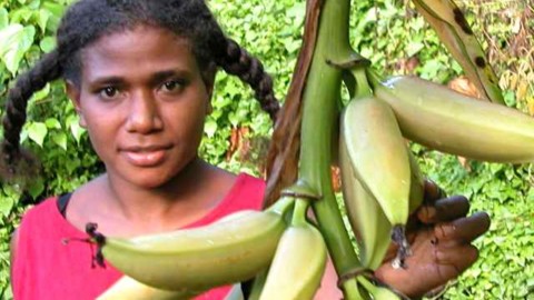 Dorothy banana collection: 110 varieties premature death